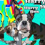 ハリーとロン - @harry_hollandlop_ron_boston - Instagram