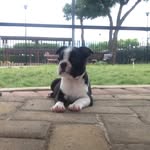Ron Arturo 🐶 - @ron_bostonterrier - Instagram