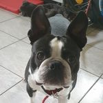 Ron Boston Terrier - @rontheboston - Instagram