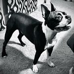 RON - @ron.boston_terrier - Instagram