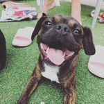 Ronnie Green - @ron_the_boston_cav - Instagram