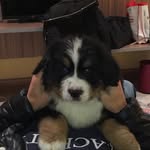 Ron_BoyerodeBerna - @boyero_de_berna_ron_ - Instagram