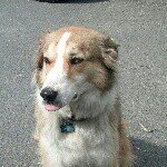Ron Brandt - @rollingron - Instagram