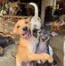 Ron Buckner - Facebook