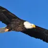ronaldcastleberry - @blazingeagle88 - TikTok