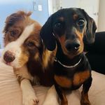 LONG RON AND BROTHER CODY 🐾 - @anaussieandhissnag - Instagram