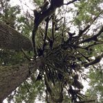 Ron Collett - @collettron - Instagram