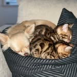 Ronnie, Biggie & Big Dog Corey - @ron_biggie_and_big_dog_corey - Instagram