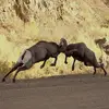 Ron Curtis - @ron.curtis0 - TikTok