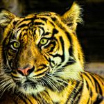 Ron Cushing - @roncushing - Instagram