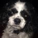 Ron Dahlke - Facebook