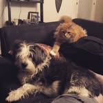 Ron and Darcy! - @ronthecat_darcythedog - Instagram