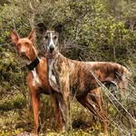 @ronda_y_elvis - Instagram