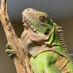 Ron Diaz the Lesser Antillean Iguana - @rondiazig - Instagram
