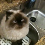 Ron Doty - @dotycat - Instagram