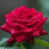 nald05 - @ron.estrada - TikTok