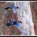 Ronald Fleischer - Facebook