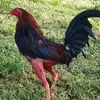 Ron Gallos Jd - @ron.gallos.jd - TikTok