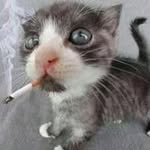 Ron Gatti - @gattiron - Instagram