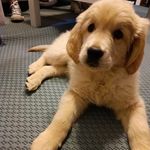 Ron_golden - @roncito_golden - Instagram