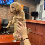 Ron Goldstein - @ron.goldstein.965 - Instagram
