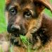 Ronald Gottschalk - Facebook