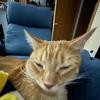 ronguy_ - @ronguy_ - TikTok