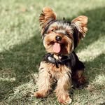 Ron Guzmán Belemmi - @turronsito.gb - Instagram