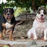 Ron Halley - @soualigakennels - Instagram