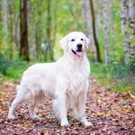 RonTopris - @ronharderwijkgoldenliefie - Instagram