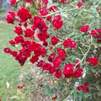 Ron Haynes - Facebook