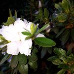 Ron Haynes - @ron.haynes.982 - Instagram