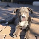 Hendrix - @hendrix_aka_ron_swanson - Instagram