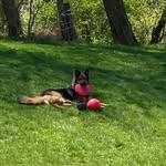 Ron Hoffmann - @ronhoffmann6 - Instagram