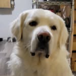 Ron Holden - @ronholden34 - Instagram