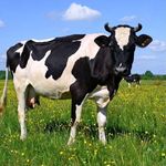 Ronholm Lab - @ronholmlab - Instagram