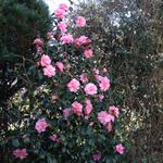 Ron Hooper - @ronhooperrugby - Instagram