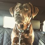 Ron Kilpatrick - @thewaterdoglillian - Instagram