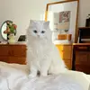 Ron Klinger - @ron.klinger2 - TikTok