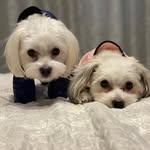Ronko Cherie - @ronko_cherie - Instagram