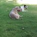 Ron Lambright - Facebook