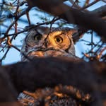 Ron Larsen - @ronlarsenphotos - Instagram