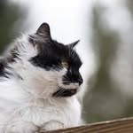 Ron LeBlanc - @leblanc6818 - Instagram