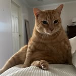 Ron Litton - @big.boi.ron - Instagram