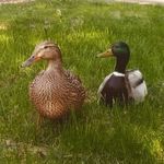 Ron & Lockhart 🦆🦆 - @ron_and_lockhart - Instagram