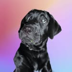 Ron Majewski - @ron.majewski - Instagram