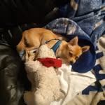 Ron McAllister - @scrappyandron - Instagram