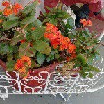 Ron Martha McClung - @mcclungme - Instagram
