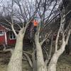 Ohio_born_arborist. - @ronaldmckean - TikTok