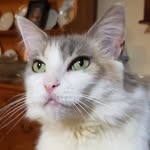 Ron McKinney - @catmanron - Instagram